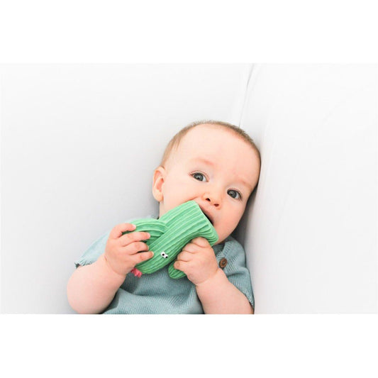 Mordedor Cactus Frijolito – Lanco