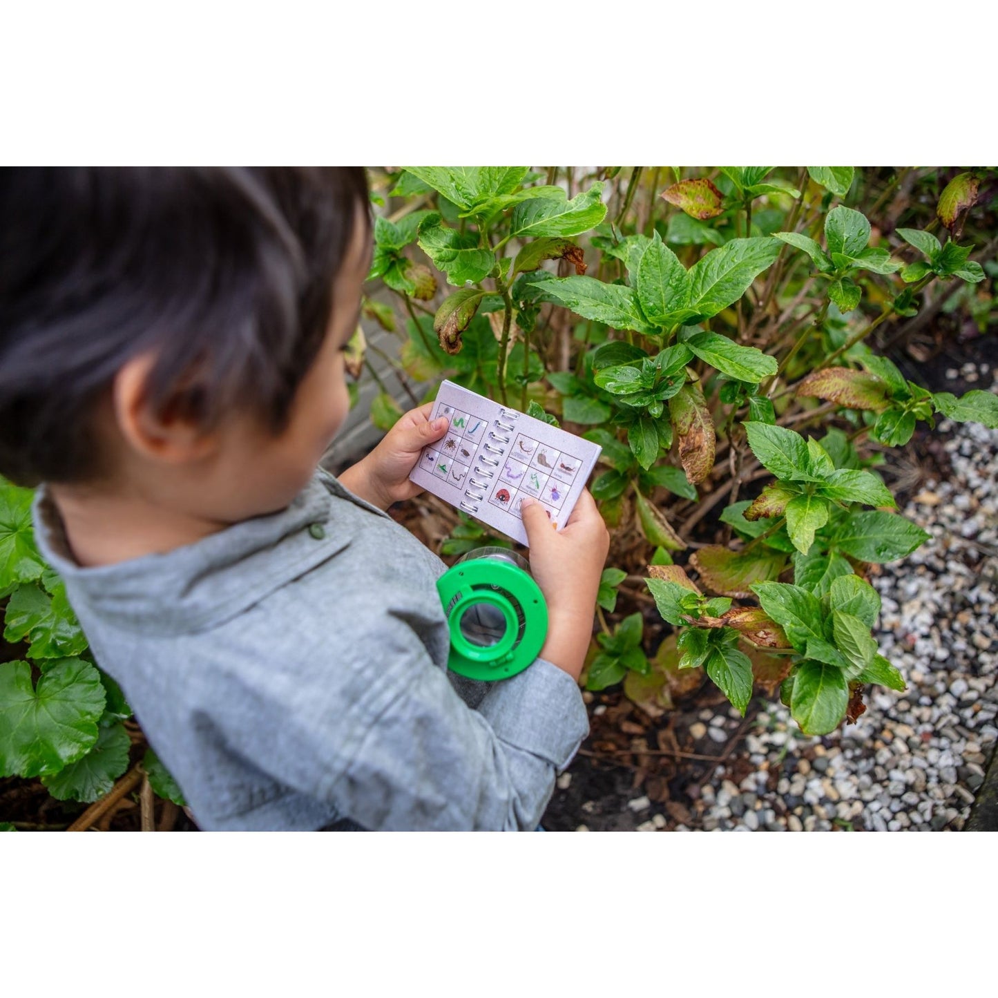 Kit Observador de Insectos – Tiger Tribe