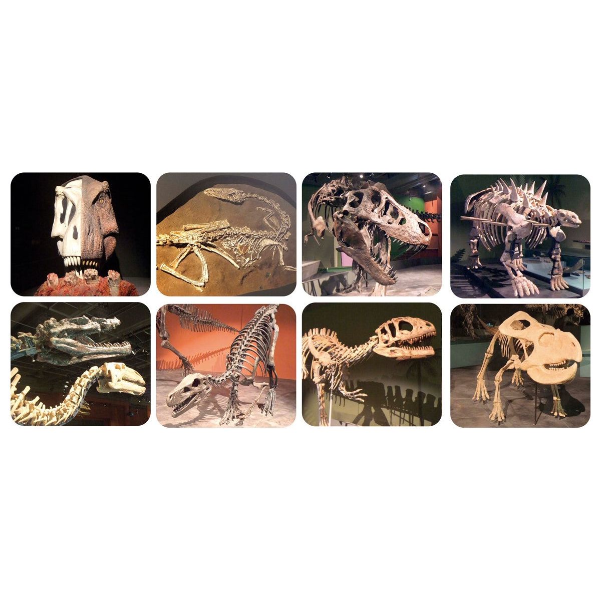 Linterna Proyector Dinosaurios – Scratch